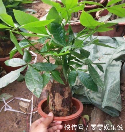 管理|盆栽发财树如何做好日常管理掌握4点,黄叶烂根也能救回来