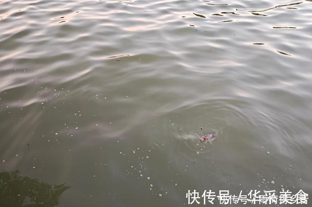 钓鲤鱼不需要太多料混合,配对这两种料,一年都不用换了