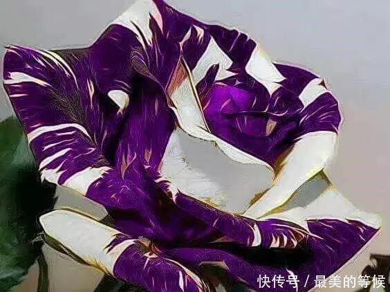 奇花、奇花、奇花、罕见奇花,赶快打开欣赏吧