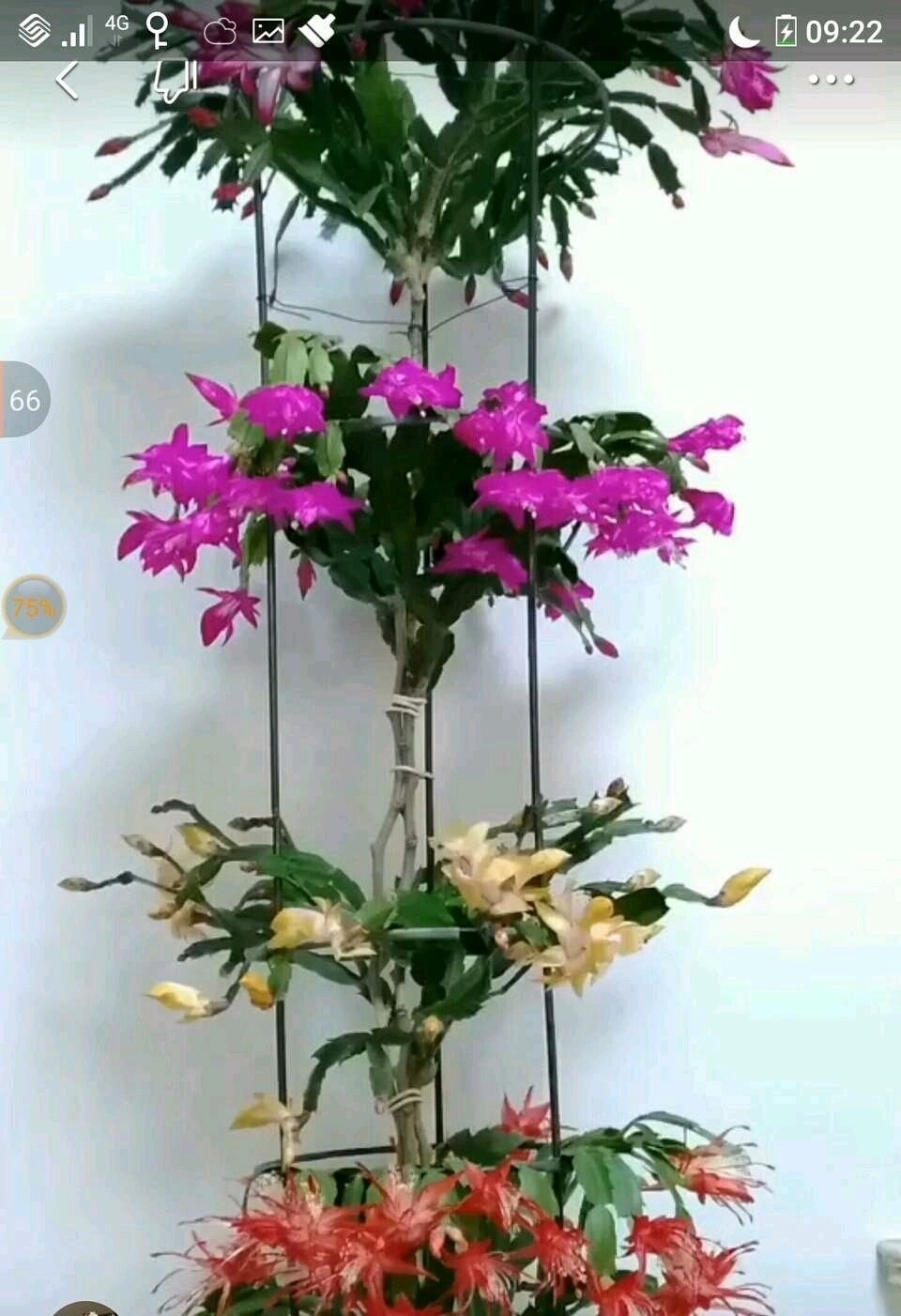 蟹爪兰|蟹爪兰与2种植物“天生一对”,嫁接6层塔,一次开花200朵