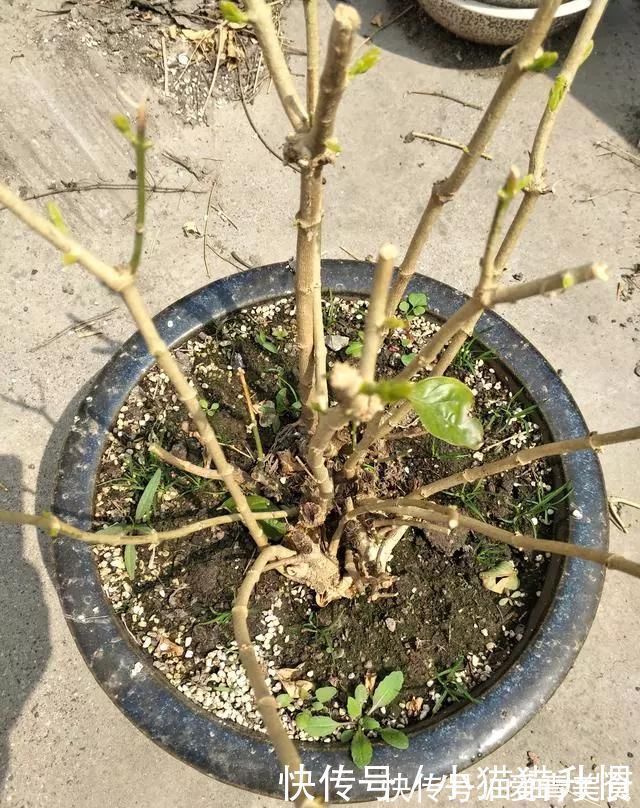 修剪|养好茉莉花，关键在一个“摘”，能开两个季度，白色花瓣挂满花盆