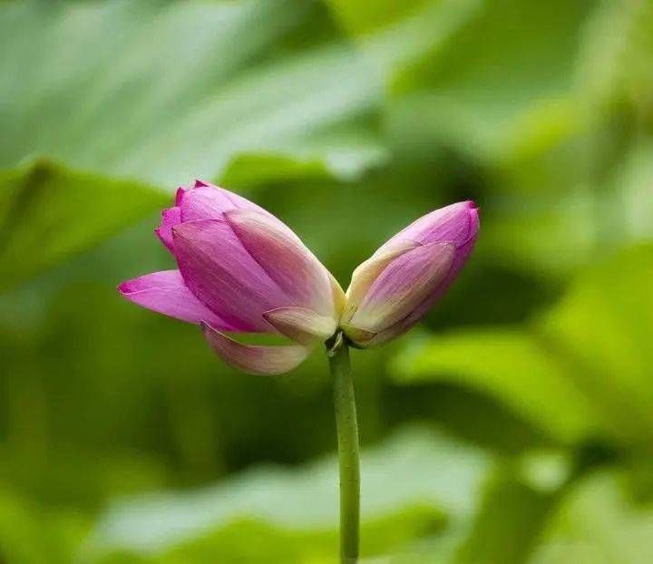 见者|见者好运＂莲莲＂哦~大明湖罕见并蒂莲雨中绽放，能保持4到5天