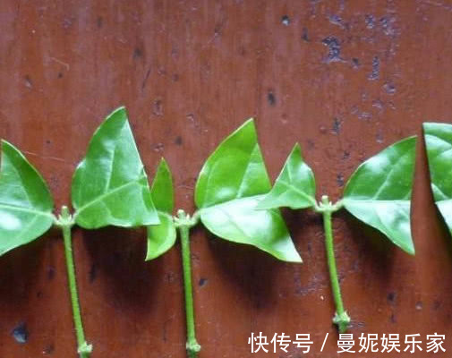 茉莉花如何来扦插教你3个小步骤,扦插后快速生根长势更旺盛