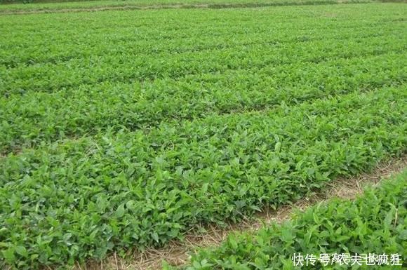 常长在玉米地，有很强毒性不能生吃，20年前很多人挖它挣学费