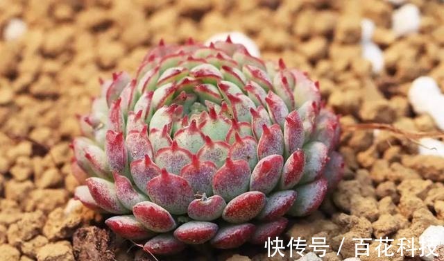 要点|60种多肉图鉴及养护要点，1分钟学会，超全超实用！