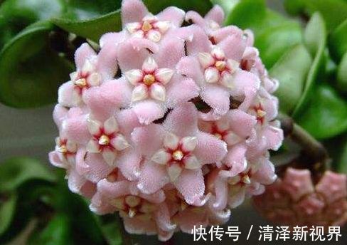 球兰|喜欢三角梅,首选此款“珍稀名品”柠檬黄三角梅,花开艳丽多姿!