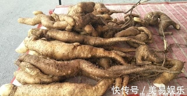 源易缘|第一次见太行山上的野生山药，就是与众不同，不像山药更像根雕