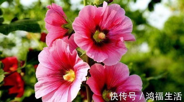 蜀葵|此花乃天国之花,比栀子花还香,还很好养,花繁色丽,观赏佳品