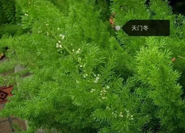 150种常见植物及花卉，你认识几个？