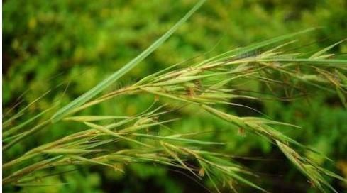 农村一种常见野草,民间的“化血丹”,散瘀活血止痛,治风湿痹痛