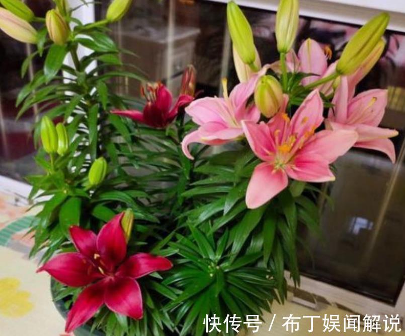 长寿花|4种花是“花卉中的劳模”，一开就是300多天，新手懒人都喜欢