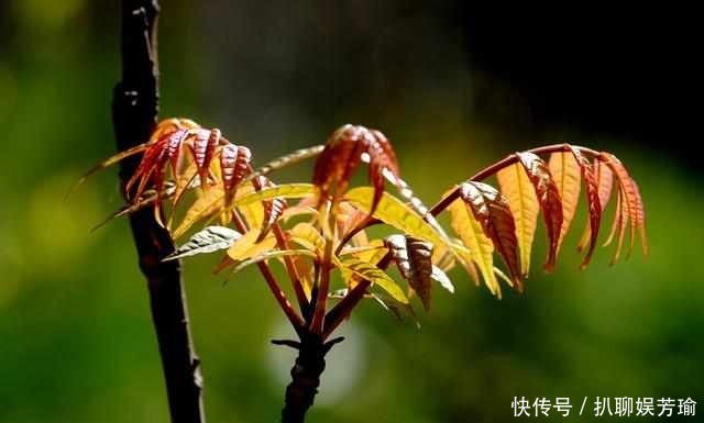 农村这些野菜，你吃的对么