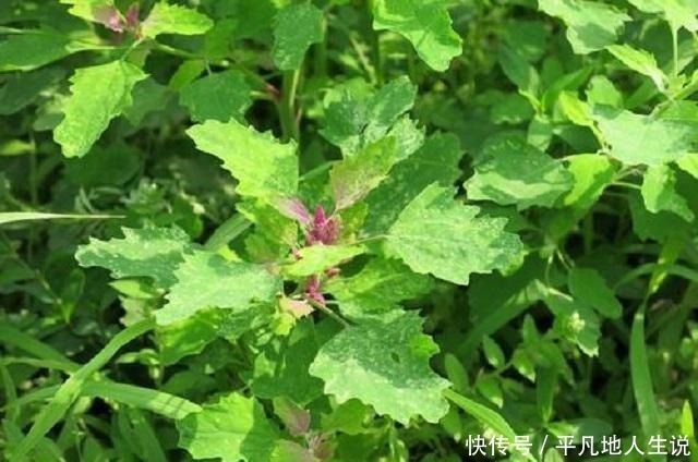 农村独有1野菜，外形繁茂营养价值高，老少皆宜，城里有钱难买到