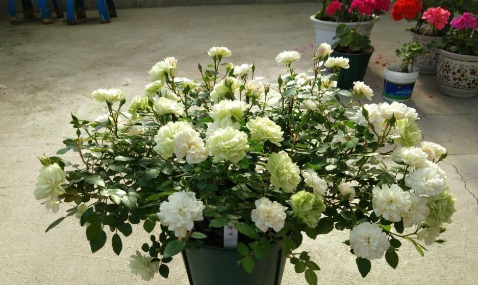 此盆栽植物号称开花机器,全年都开花,种植容易,室内也能种