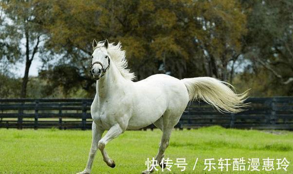 合作|谁是生肖羊最佳合作伙伴多和他们来往，可脱贫致富，生意兴隆