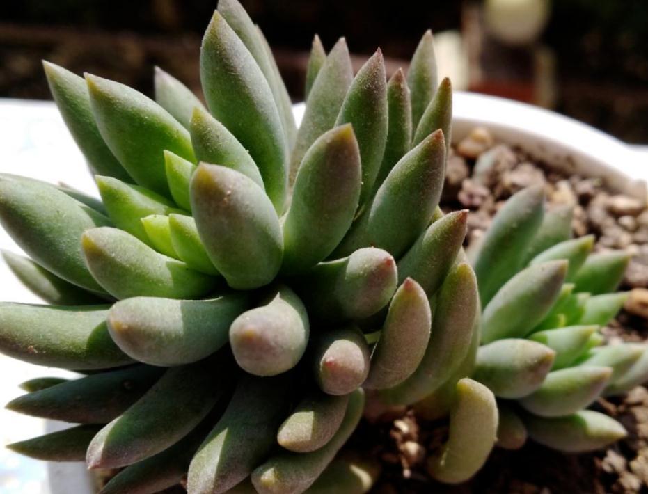 入冬前养多肉,弄懂4个问题,茎叶肥嘟嘟惹人爱