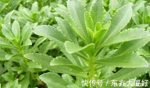 价值|农村田里的这种野草,钙是牛奶3倍,价值很珍贵,你有见过没