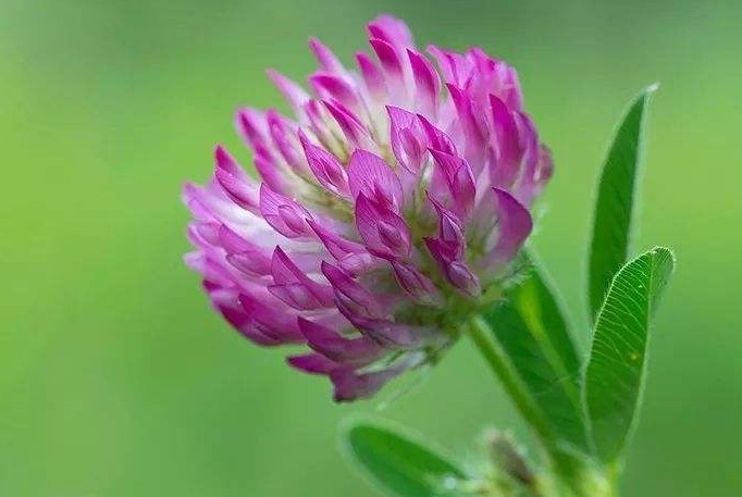 喜欢菊花,不如养盆车轴草,花开赛菊花,美不胜收,寓意吉祥好养