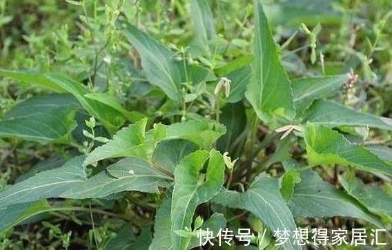 杂草|此草又称“犁头草”,农村田里常见野草,价格便宜但药用价值很高