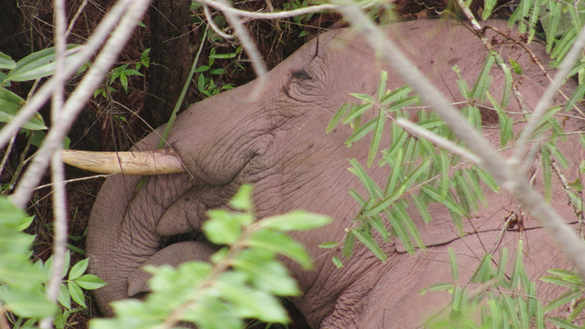 普洱市 普洱:“象”见恨晚的地方