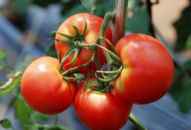 女性朋友|女性不想“黄脸婆”，3种食物使劲吃，皮肤紧致，延缓衰老