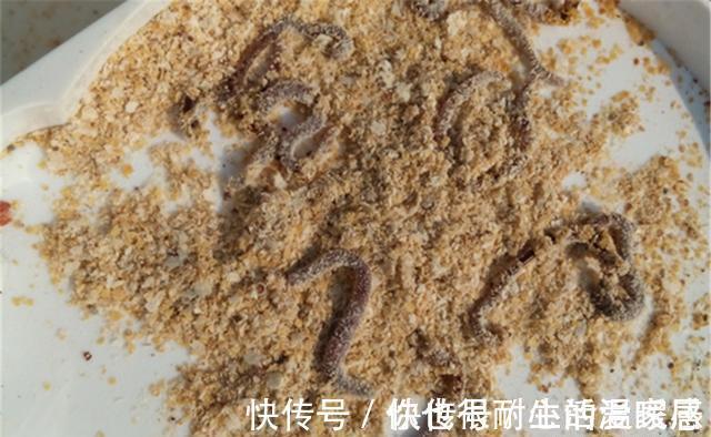 野钓秘方:秋天用蚯蚓钓鲫鱼,最好增加2个步骤,咬钩量提升10倍