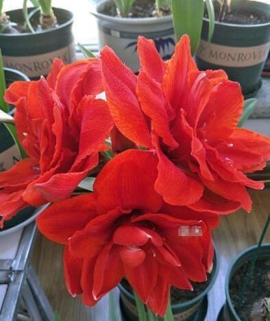 朱顶红开花之后,一个“小动作”,又开一茬花,花大色艳特别美