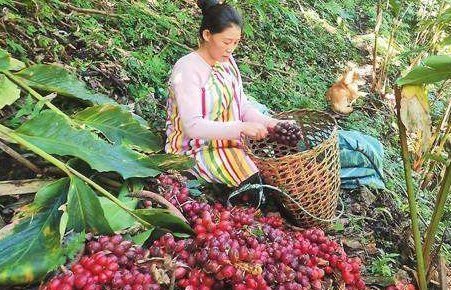  才能|南方才能种，根似生姜果像红枣，很多人以为有毒，却卖35元1斤