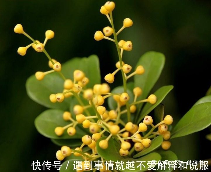 此花花小如米，金黄绚烂的花朵散发着诱人的芳香，令人心旷神怡