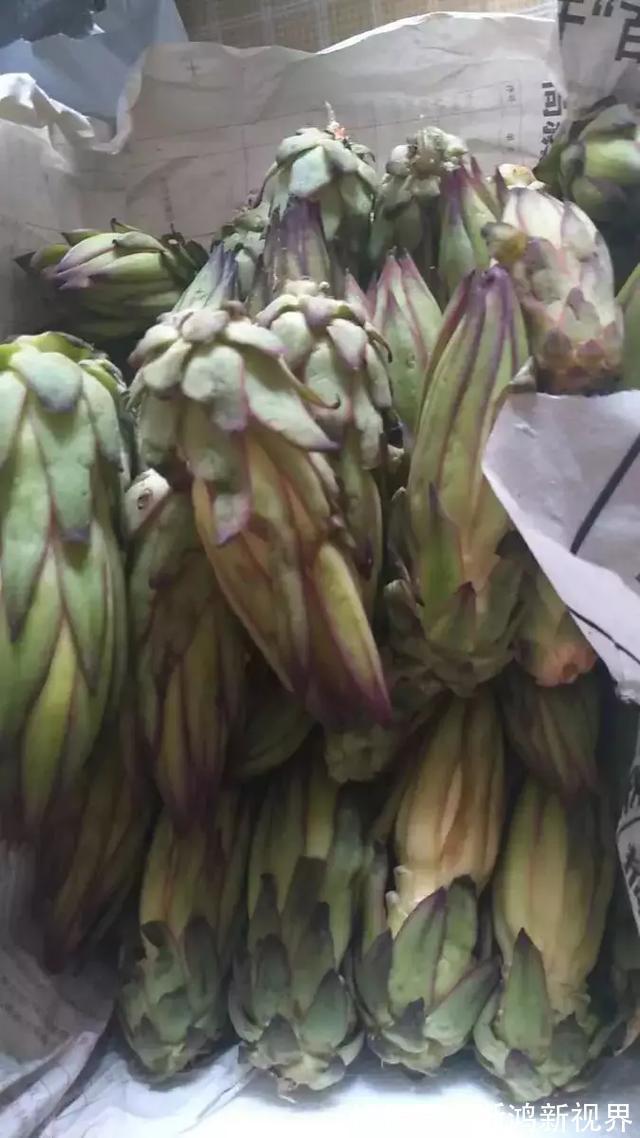 多汁|育火龙果热潮又来了,盆越浅,水越少,长越快,开花结果越多!