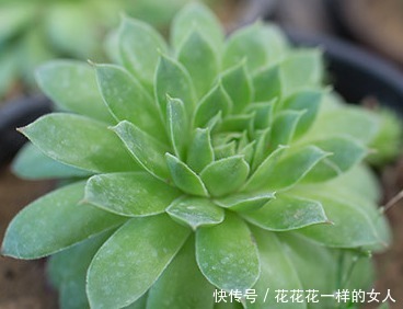 谁说多肉不好养那是你没掌握好要领,做好这些才是关键