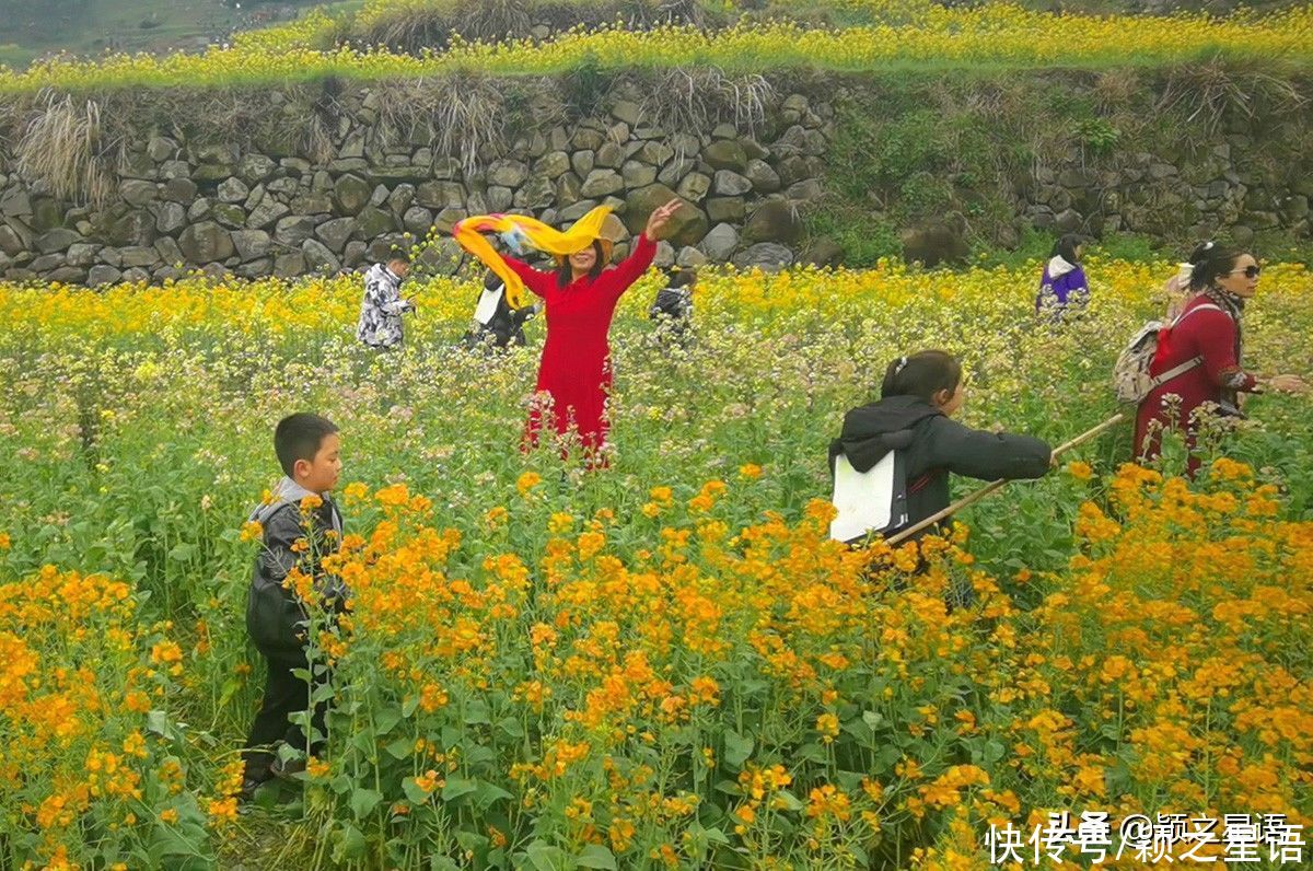 千年梯田花海，美得震撼，免费欣赏