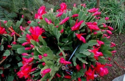 开花|想让蟹爪兰长得好,就用上2种料,保准一年能够开花200多天