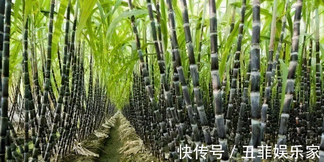 牛年|大年初一,无论贫穷富贵,家里要摆上6种吉祥果,寓意牛年节节高