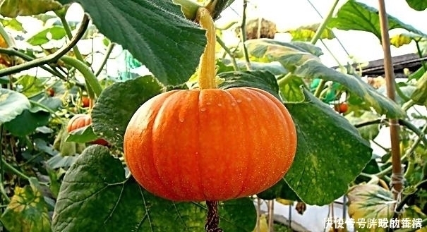 天冷胃不好的人,多吃6样食物,若你能坚持,胃会越来越好