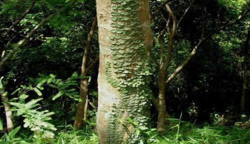 植株|此草名为穿根藤,平日见到感觉很普通,很多人却不知其真正价值