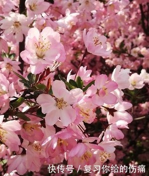 牡丹花|喜欢养护花卉,就选择3种花卉,花色绚丽,花朵端庄,妖娆美丽