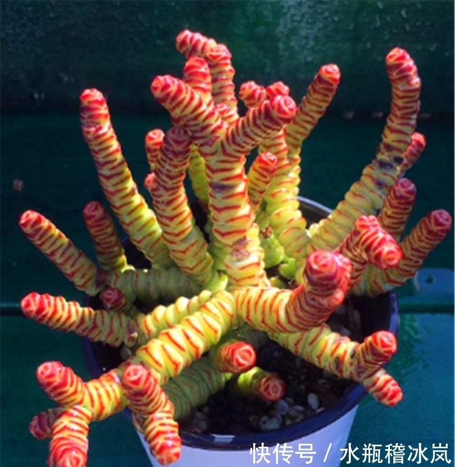 钱串变红真霸气，牢记5要点，快速上色，还能侧芽蹭蹭长