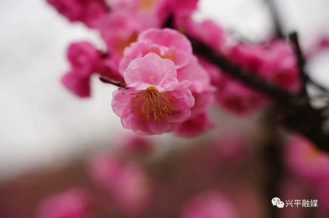 老年|春暖梅花开　赏梅迎春来