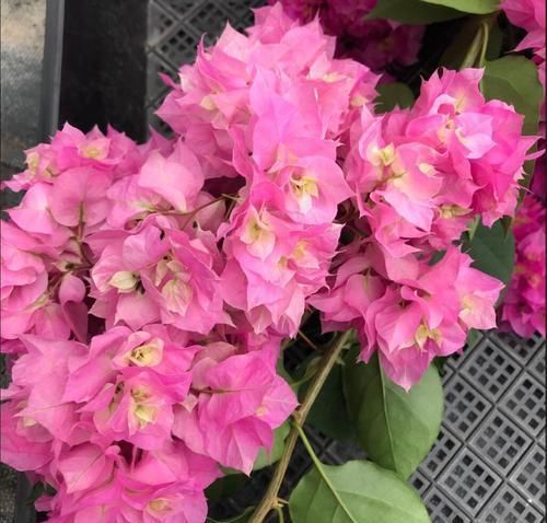 养三角梅选它，花多的不见叶，一年四季花开不停！