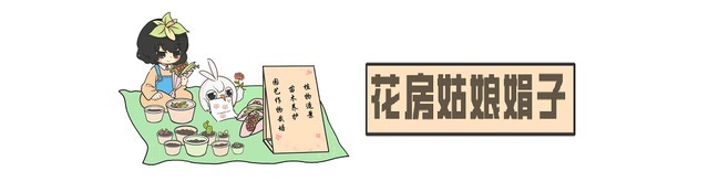 它位列“花草四雅”，耐阴能力强，室内光照不好也能养好