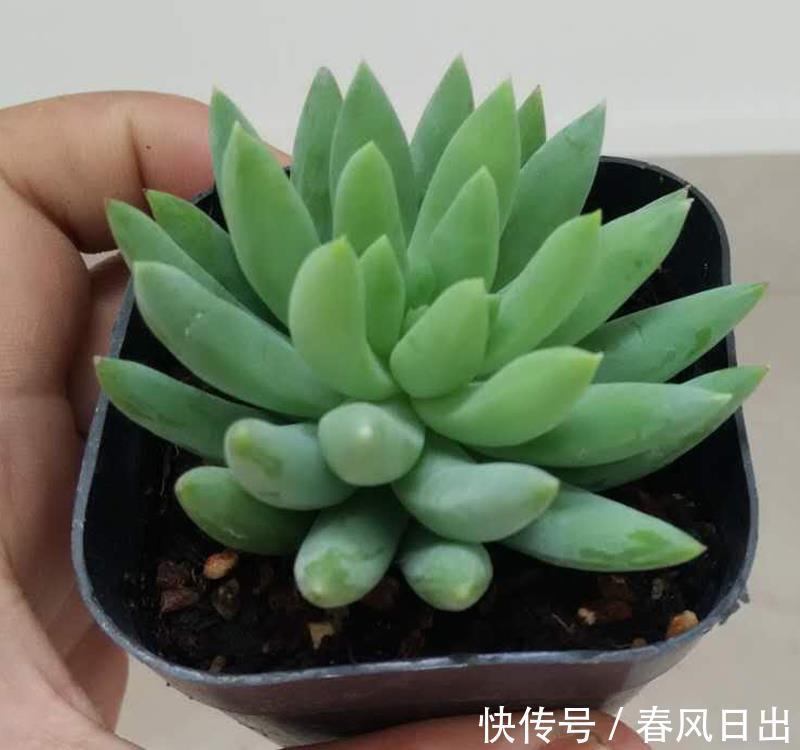 土壤|多肉植物千佛手其实不难养,抓住6个要点,养得健康又漂亮
