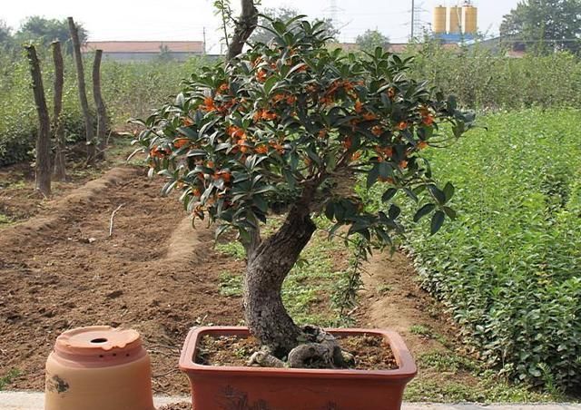 爆花|5种“耐寒花”，趁着秋天种一盆，爆花3个月，冬天不寂寞