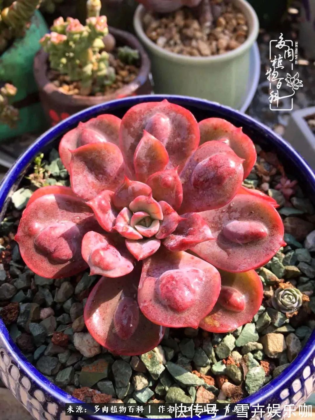 红稚莲|多肉度个夏,回到解放前!曾经有多美,现在就有多丑!