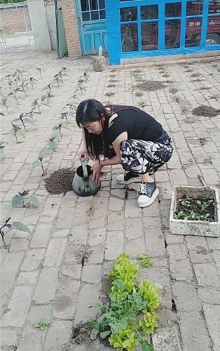 砖缝子里种出片菜园子,不是突发奇想,长势很喜人