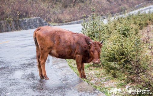 秦岭山中藏着一片草原,牛羊成群却不见主人放养,风景不输新疆
