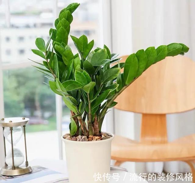 植株|冬天养金钱树,做好这5件事,叶子绿得发亮,越养越精神
