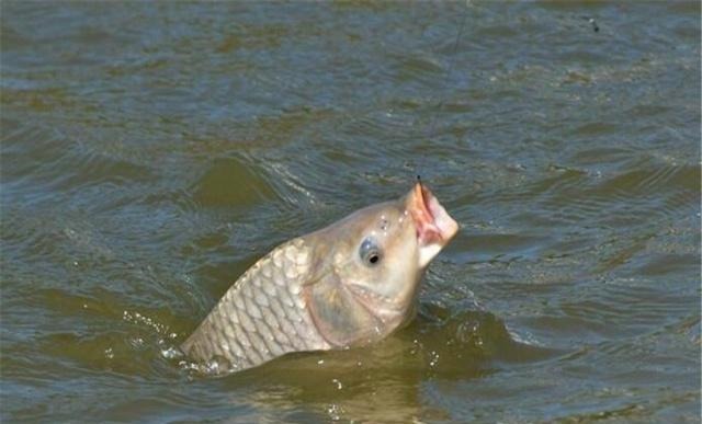 垂钓|海竿钓鱼的六个“不要”,看似简单常被忽略,钓鱼时值得注意