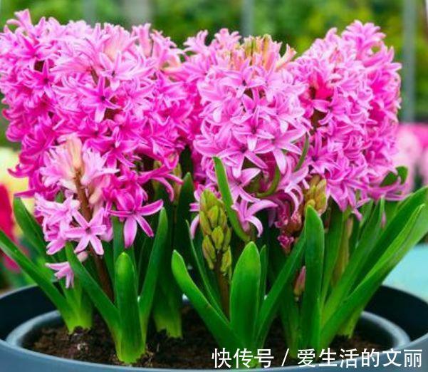 花卉|家里阳台必养此款花卉,谁见了都喜欢,花朵漂亮,花开旺!