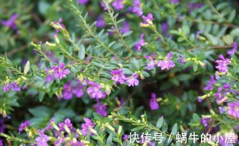 养花试试这几款,阳光愈充足对花的生长越好,秋末可停止施肥